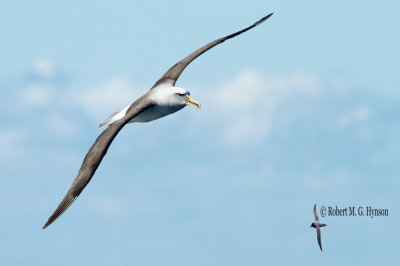 Buller's Albatross