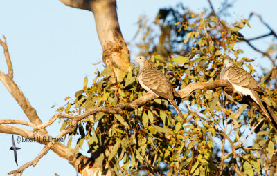 Bar-shouldered Dove