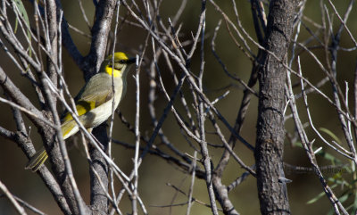 Grey-fronted Honeyeater