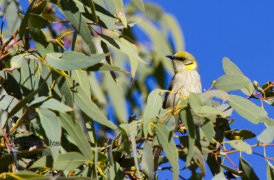 Grey-fronted Honeyeater