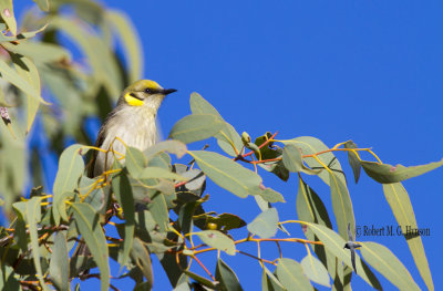 Grey-fronted Honeyeater