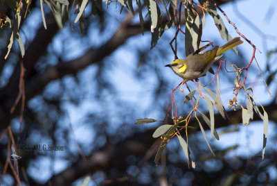 Grey-fronted Honeyeater