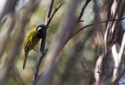 white-eared_honeyeater