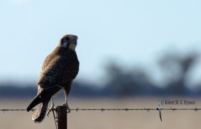 Brown Falcon