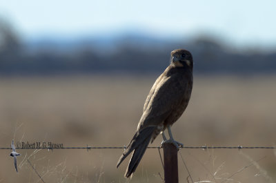 Brown Falcon