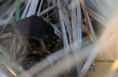 Spotless Crake