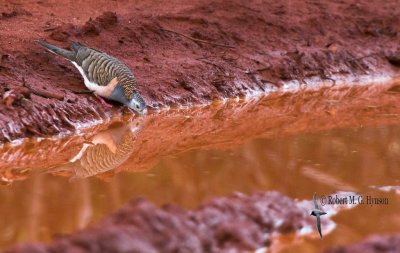 Bar-shouldered Dove