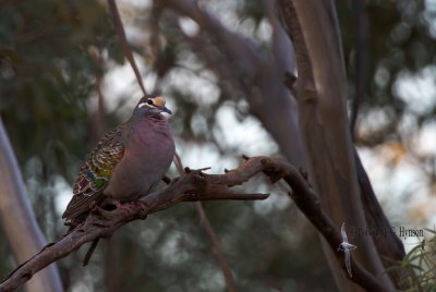 Common Bronzwing