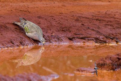 Common Bronzwing