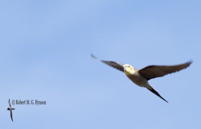 Cockatiel