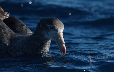 Northern Giant Petrel