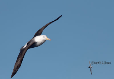 Black-browed Albatross