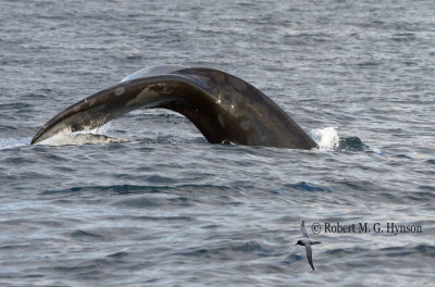 southern_right_whale