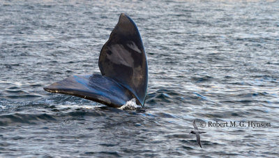 Southern Right Whale