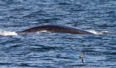 Southern Right Whale