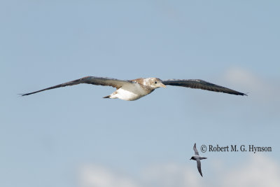 Australasian Gannet