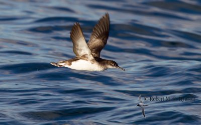 Fluttering Shearwater