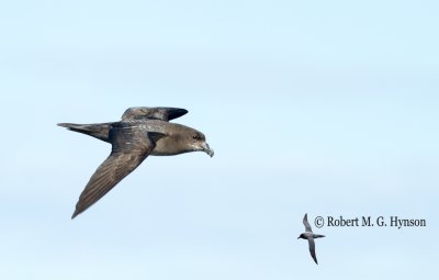 Solander's Petrel