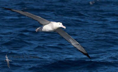 Wandering Albatross