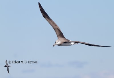 Black-browed Albatross