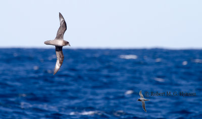 Solander's Petrel