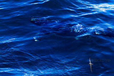 Shortfin Mako Shark