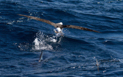 Shortfin Mako Shark