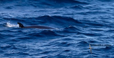 dwarf_minke_whale