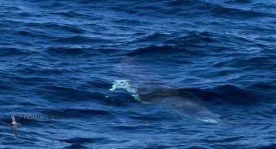 Dwarf Minke Whale