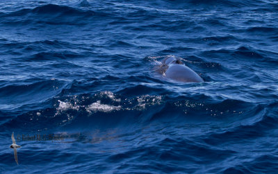 Dwarf Minke Whale