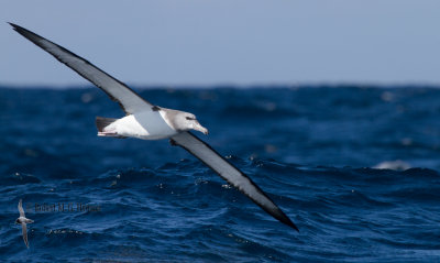 Shy Albatross