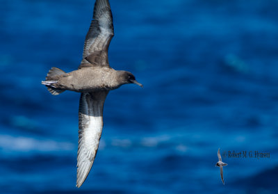 Sooty Shearwater