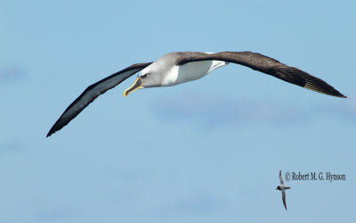 Buller's Albatross