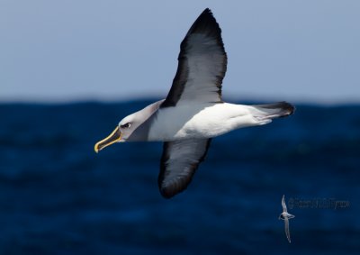 Buller's Albatross