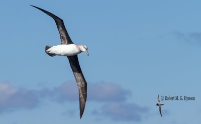 Black-browed Albatross