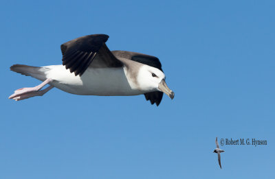 Black-browed Albatross