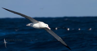 Wandering Albatross