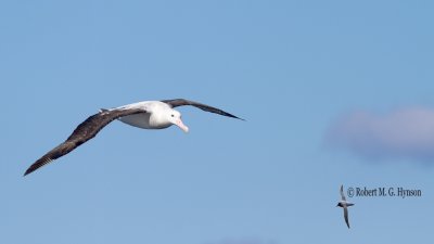 Wandering Albatross