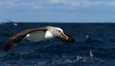 Buller's Albatross