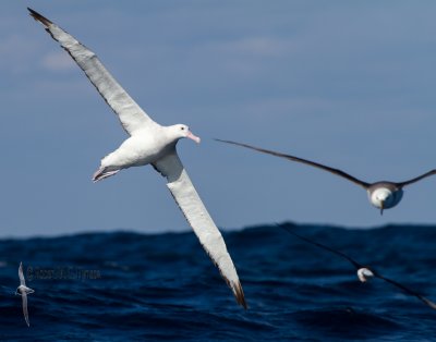 Wandering Albatross