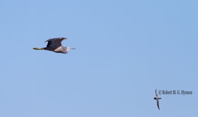 White-faced Heron