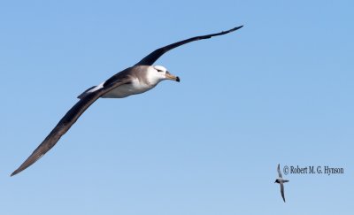 Black-browed Albatross