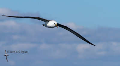 Black-browed Albatross