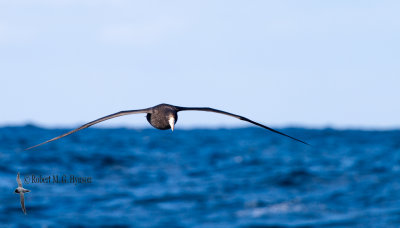 Northern Giant-petrel