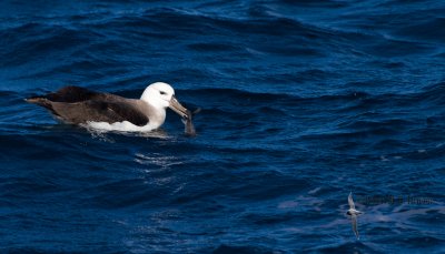 Black-browed Albatross