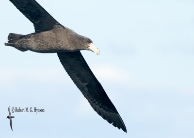 Northern Giant-petrel