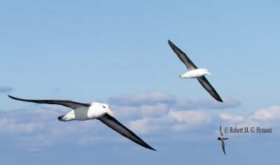 Black-browed Albatross