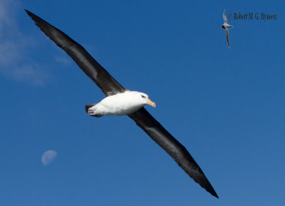 Campbell Island Albatross