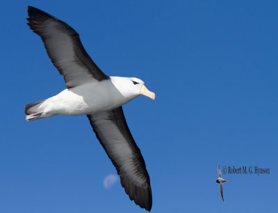 Black-browed Albatross