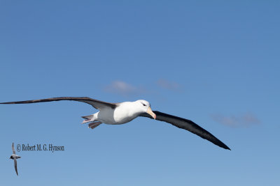 Black-browed Albatross